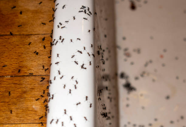 Best Cockroach Control Services  in Daniel, UT