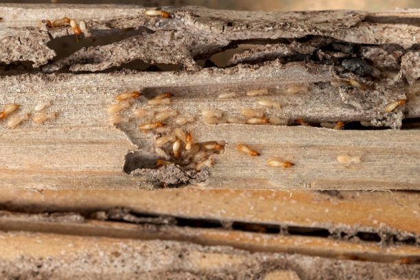 Best Emergency Pest Control  in Daniel, UT